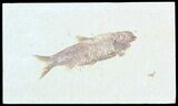 Knightia Fossil Fish - Wyoming #55305-1